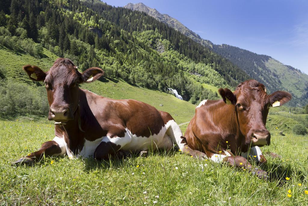 Garni Roesslhof Hotel Hollersbach im Pinzgau Luaran gambar